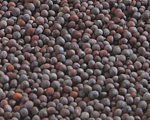 Black Mustard Seeds