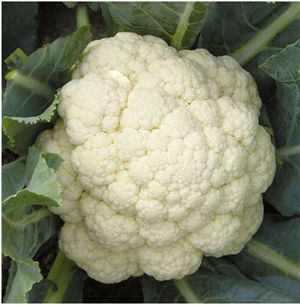 Cauliflower