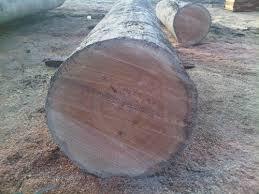 Timber Round Logs