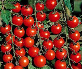 Tomato Hybrid Seeds