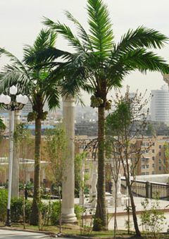 Artificial Coconut Tree