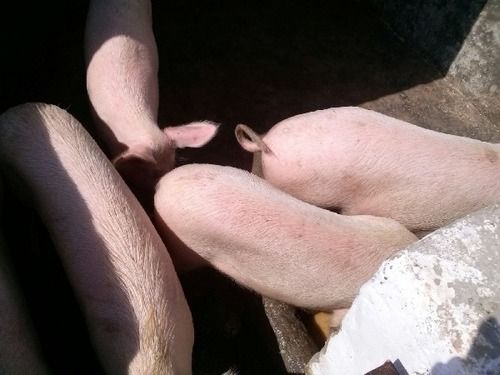 Live Pigs (Landrace And Yorkshire Breed)