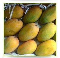 Raajapuri Mango