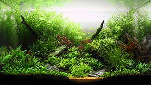 Fish Tank Live Plants