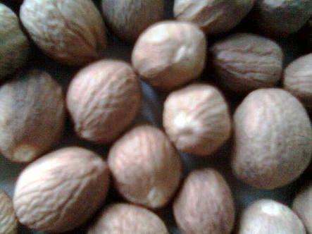 Nutmeg By CV BERKAT MANDIRI