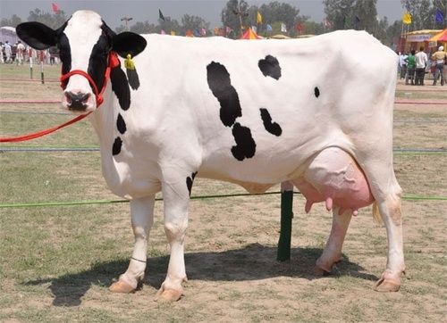 Holstein Friesian Cows