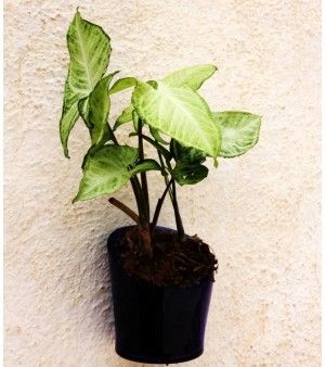 Kavi Recycled Wall Planter