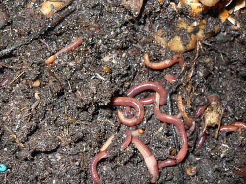download worm compost for sale