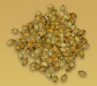 Coriander
