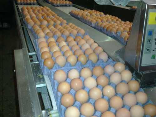 ताजा चिकन अंडे (भूरा) 