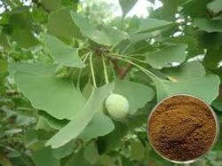 Ginkgo Biloba Extract