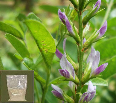 Glycyrrhiza Glabra Root Extract