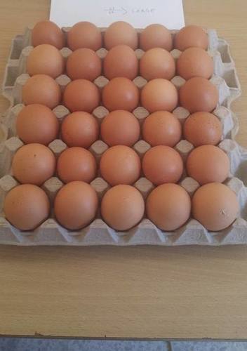Chicken Fresh Table Eggs