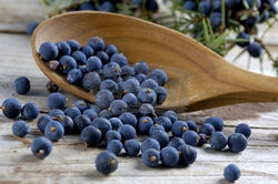 Hauber (Juniper Berry)