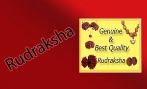 NAVGRAHA Rudraksha