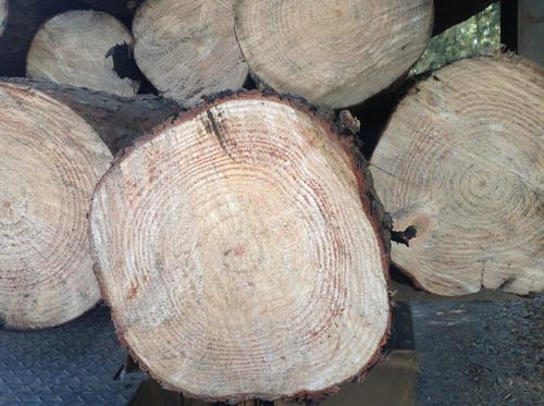 South African Radiata Pine Wood