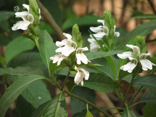 Natural Justicia Adhatoda Powder