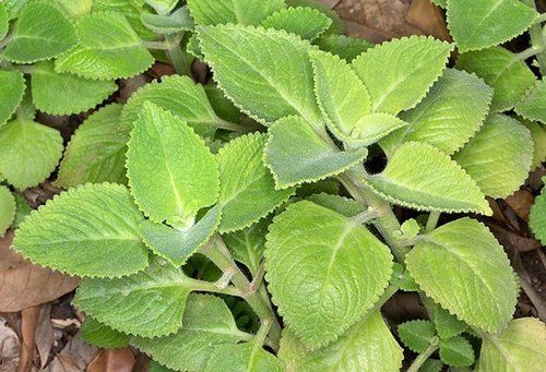 Plectranthus Amboinicus