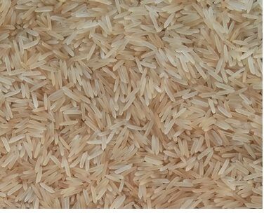 PR14 Sella Golden Rice