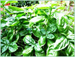 Basil Vietnam Oil