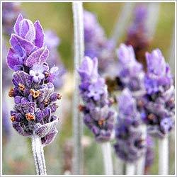 Lavender Oil