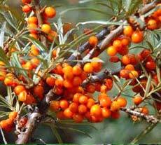 Sea Buckthorn Oil