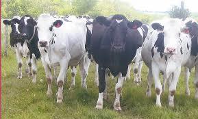 Live Dairy Cows And Pregnant Holstein Heifers Cow Ready