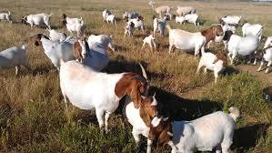 Vet Checked Live Boer Goats