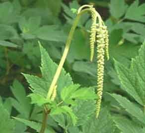 Black Cohosh PE