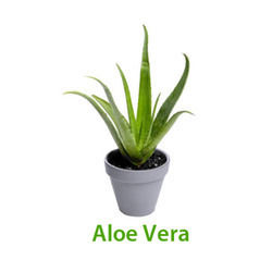 Natural Aloe Vera Baby Plant