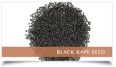 Black Rape Seed