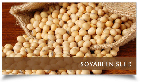 Soyabeen Seed