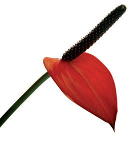 Anthurium