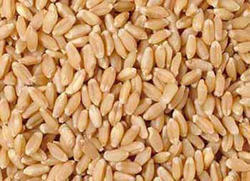 Wheat Grain Seeds