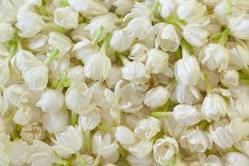 Fresh Jasmine