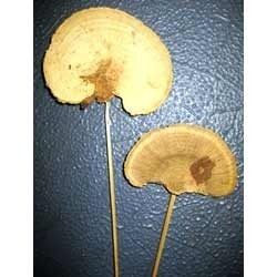 Dried Natural Sponge Mushroom Stem 