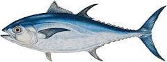 Blackfin Tuna Fish Age Group: For Children(2-18Years)