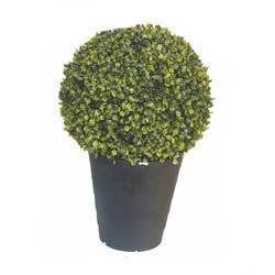 Boxwood Ball Plant