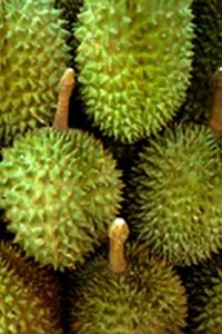 Chani Durian