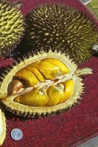 Kan Yao Durian