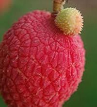 Kimcheng Lychee