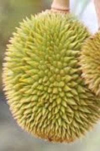 Kradum Thong Durian