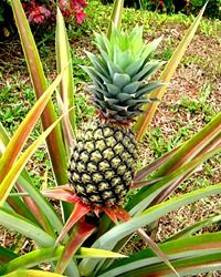 Pattawia Pineapple