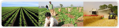 Contract Farming Services By Patel Exports Corporation