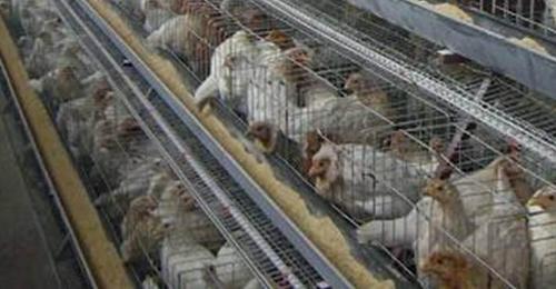 Poultry Net 