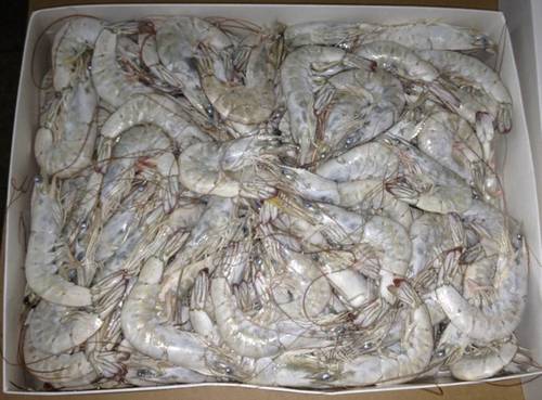 Fresh Vannamei Shrimp