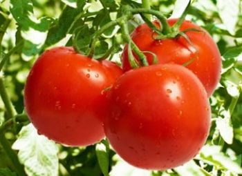 Hybrid Tomato Dhanshri