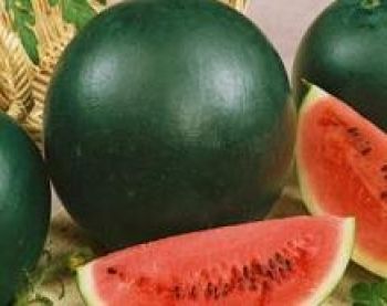 Hybrid Watermelon Black Wonder