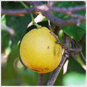 Bergamot Oil