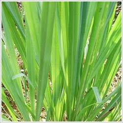 Lemongrass Oil